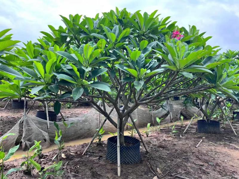 红花鸡蛋花黄花鸡蛋花各种规格基地大量现货，欢迎咨询