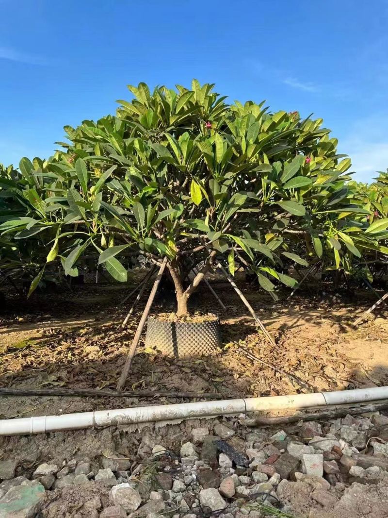 红花鸡蛋花黄花鸡蛋花各种规格基地大量现货，欢迎咨询