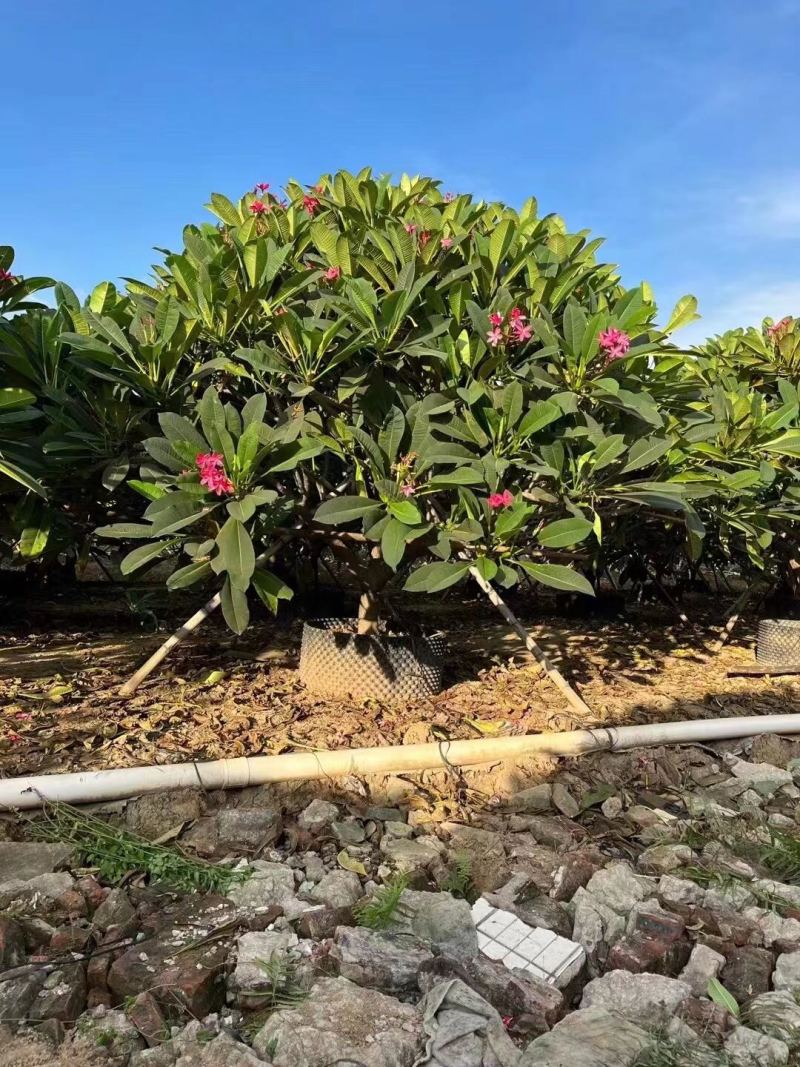 红花鸡蛋花黄花鸡蛋花各种规格基地大量现货，欢迎咨询
