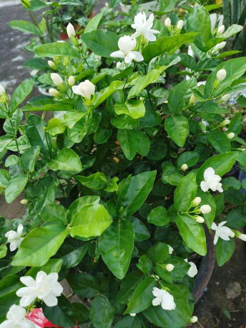 茉莉花盆栽白色重瓣茉莉室内客厅阳台花卉绿植浓香型花卉四季