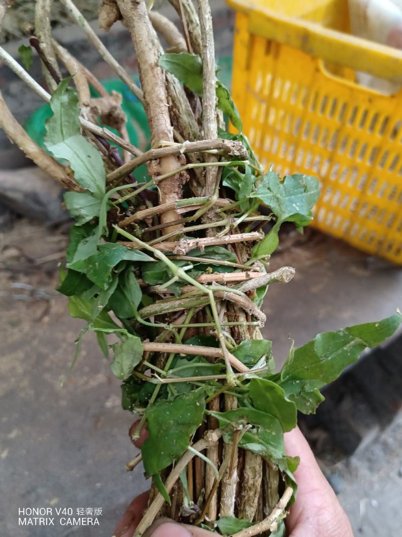 抽筋腾，抽筋草，抽筋草根