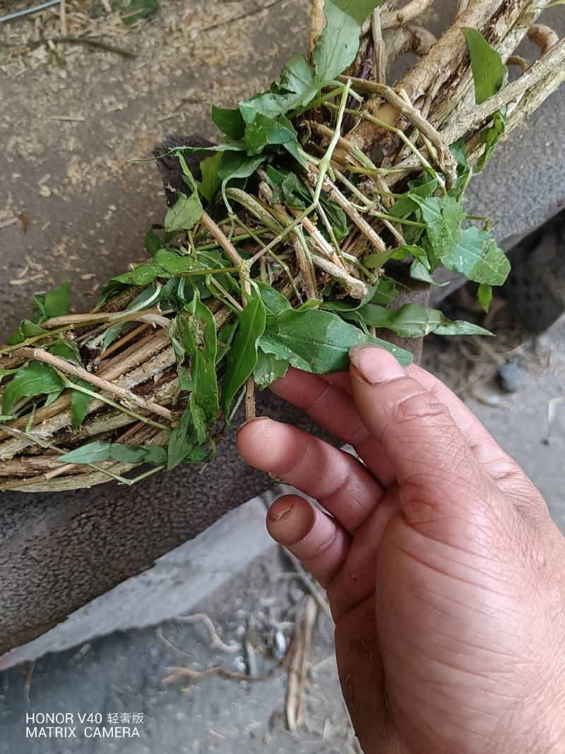 抽筋腾，抽筋草，抽筋草根