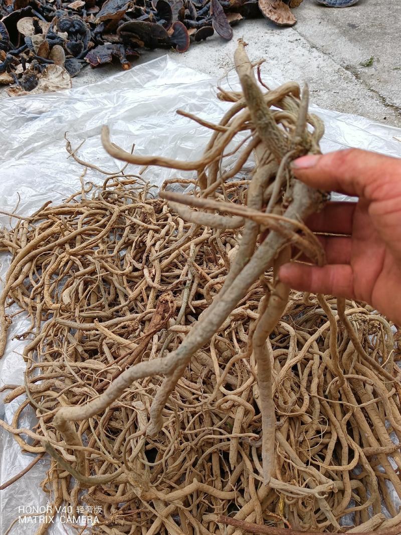 抽筋腾，抽筋草，抽筋草根