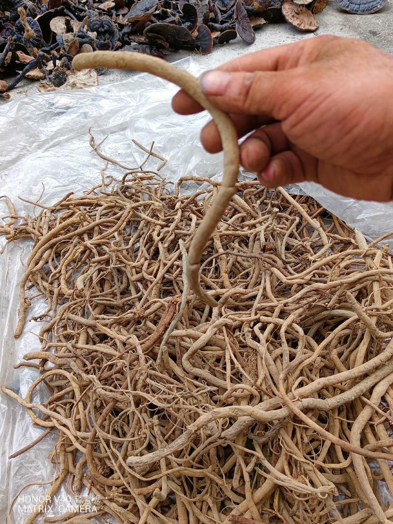抽筋腾，抽筋草，抽筋草根