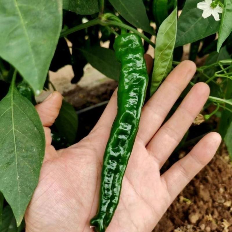 皱皱辣种子特辣皮薄浓辣牛角形小皱皮辣椒种子萧新皱皱椒