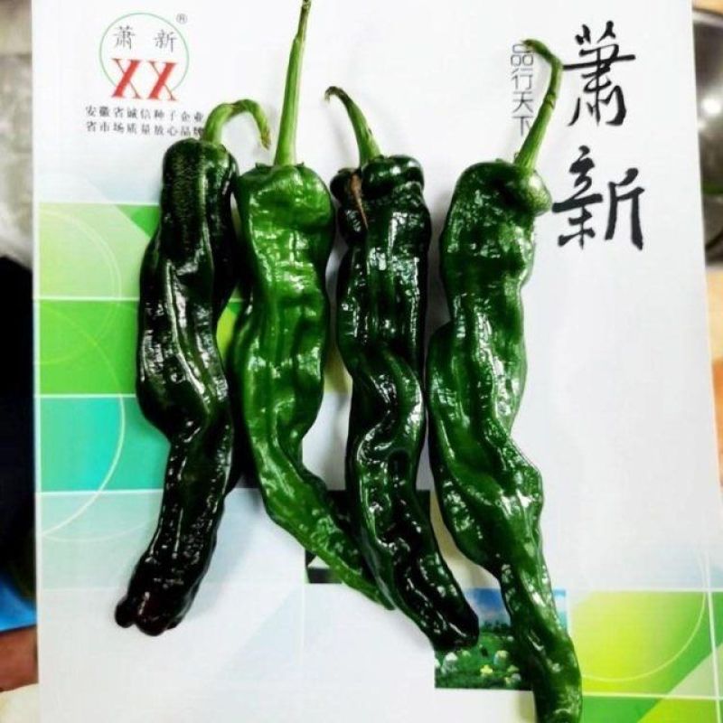 皱皱辣种子特辣皮薄浓辣牛角形小皱皮辣椒种子萧新皱皱椒