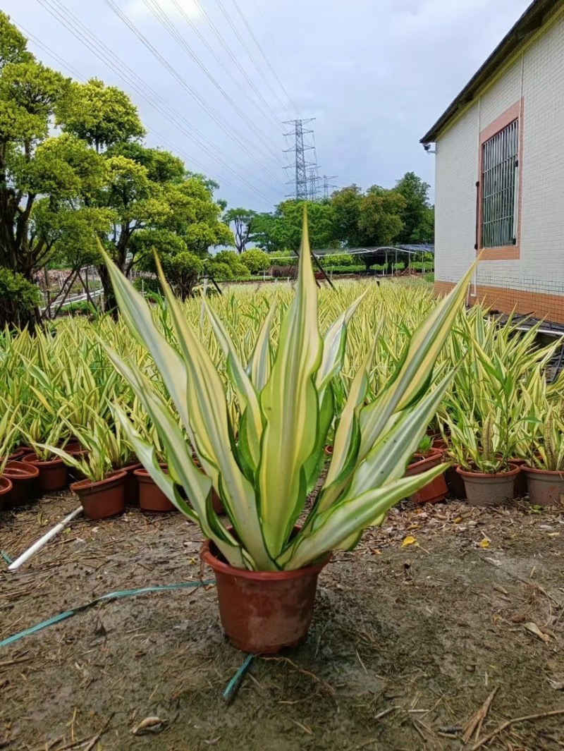 万年麻黄纹万年麻各种规格基地大量现货供应，欢迎各位客户