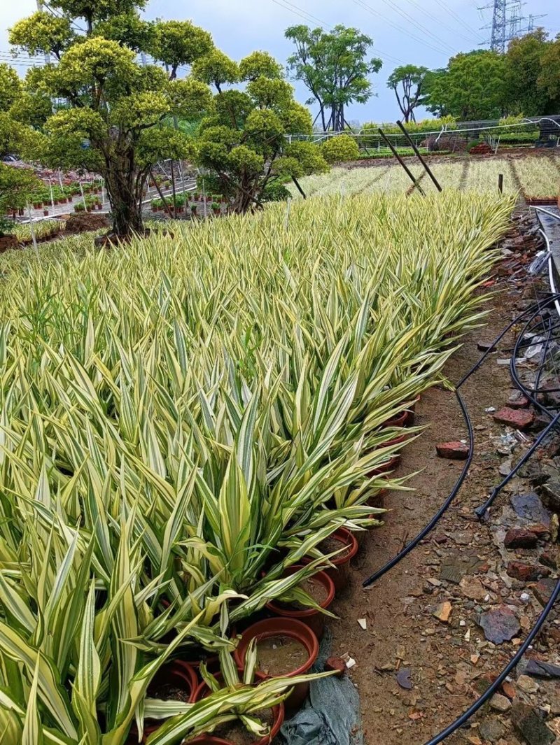 万年麻黄纹万年麻各种规格基地大量现货供应，欢迎各位客户