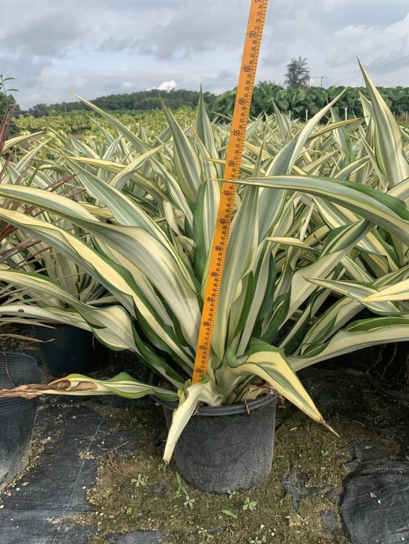 万年麻黄纹万年麻各种规格基地大量现货供应，欢迎各位客户