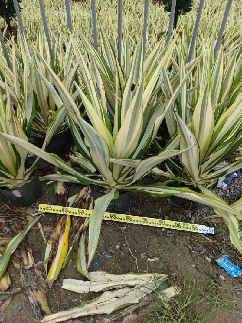 万年麻黄纹万年麻各种规格基地大量现货供应，欢迎各位客户