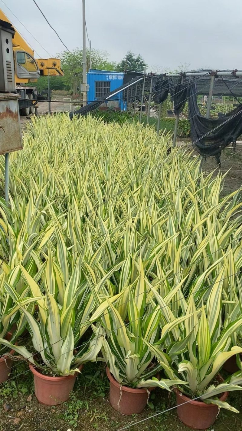 万年麻黄纹万年麻各种规格基地大量现货供应，欢迎各位客户