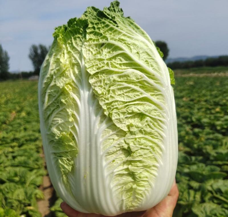 黄心白菜