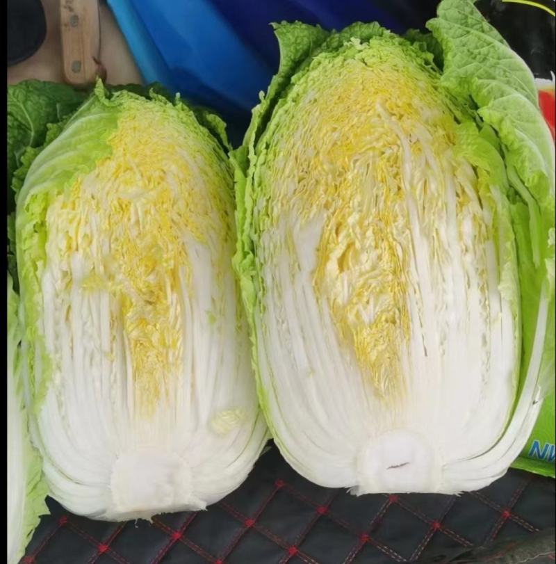 黄心白菜