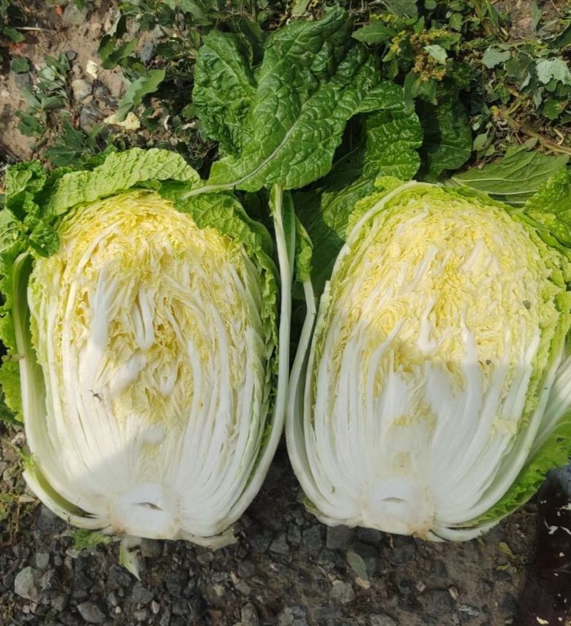 黄心白菜