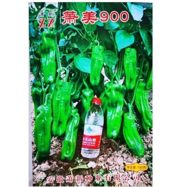 萧美900辣椒种子高产早熟中辣耐低温大果长灯笼型辣椒种