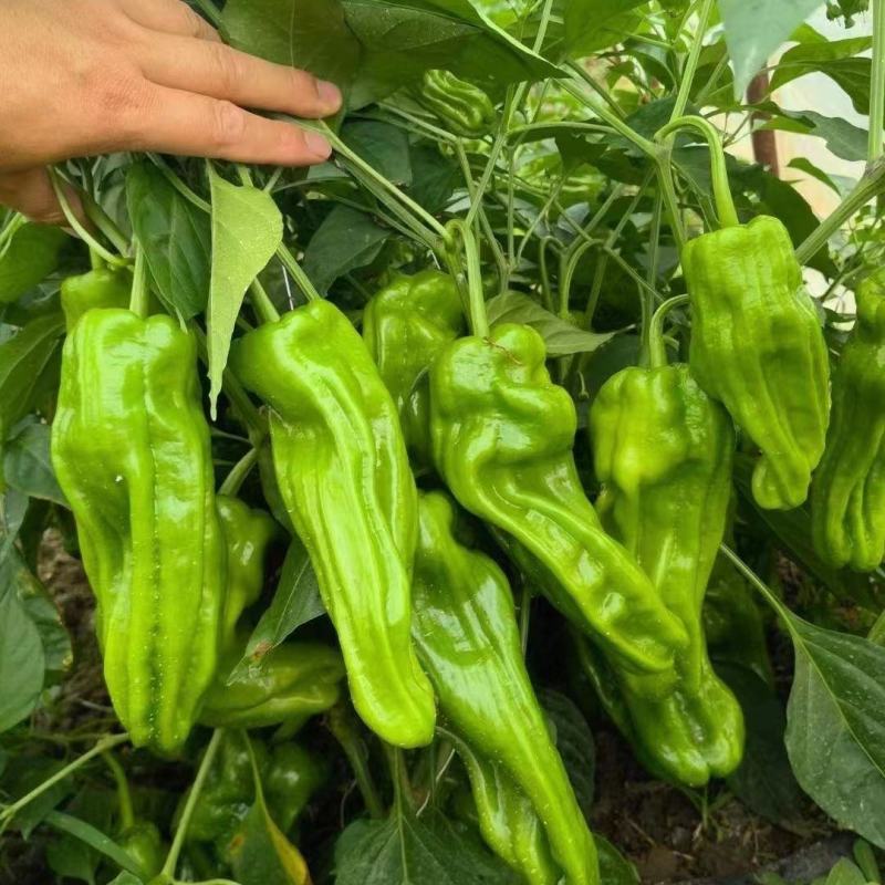 萧美900辣椒种子高产早熟中辣耐低温大果长灯笼型辣椒种