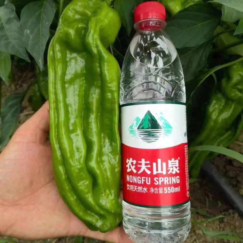 萧美900辣椒种子高产早熟中辣耐低温大果长灯笼型辣椒种