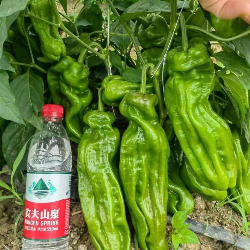萧美900辣椒种子高产早熟中辣耐低温大果长灯笼型辣椒种