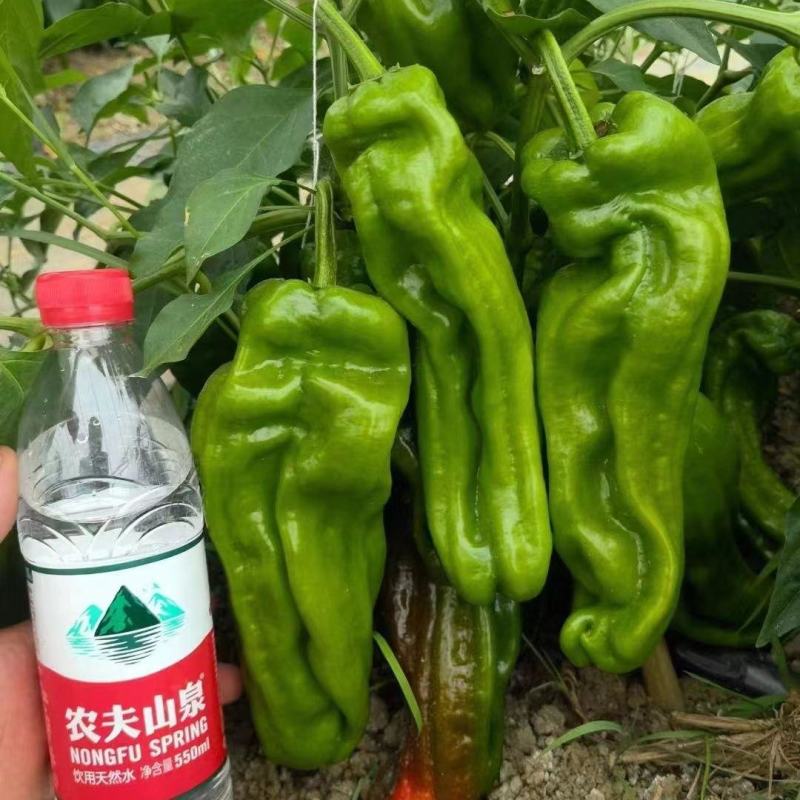萧美900辣椒种子高产早熟中辣耐低温大果长灯笼型辣椒种