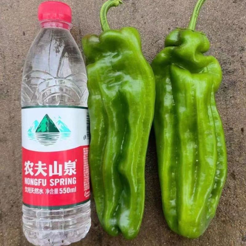 萧美900辣椒种子高产早熟中辣耐低温大果长灯笼型辣椒种