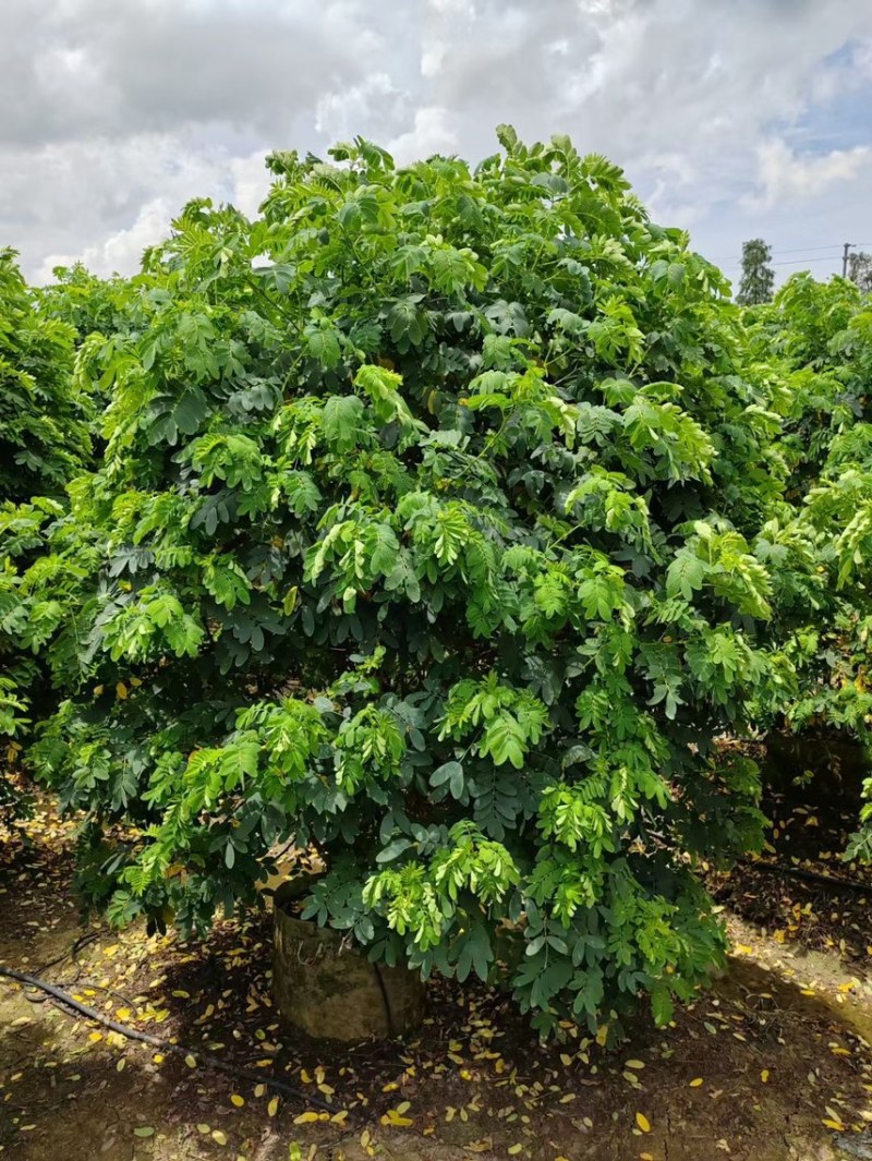 黄槐丛生黄槐各种规格基地大量现货供应，欢迎各位客户咨询