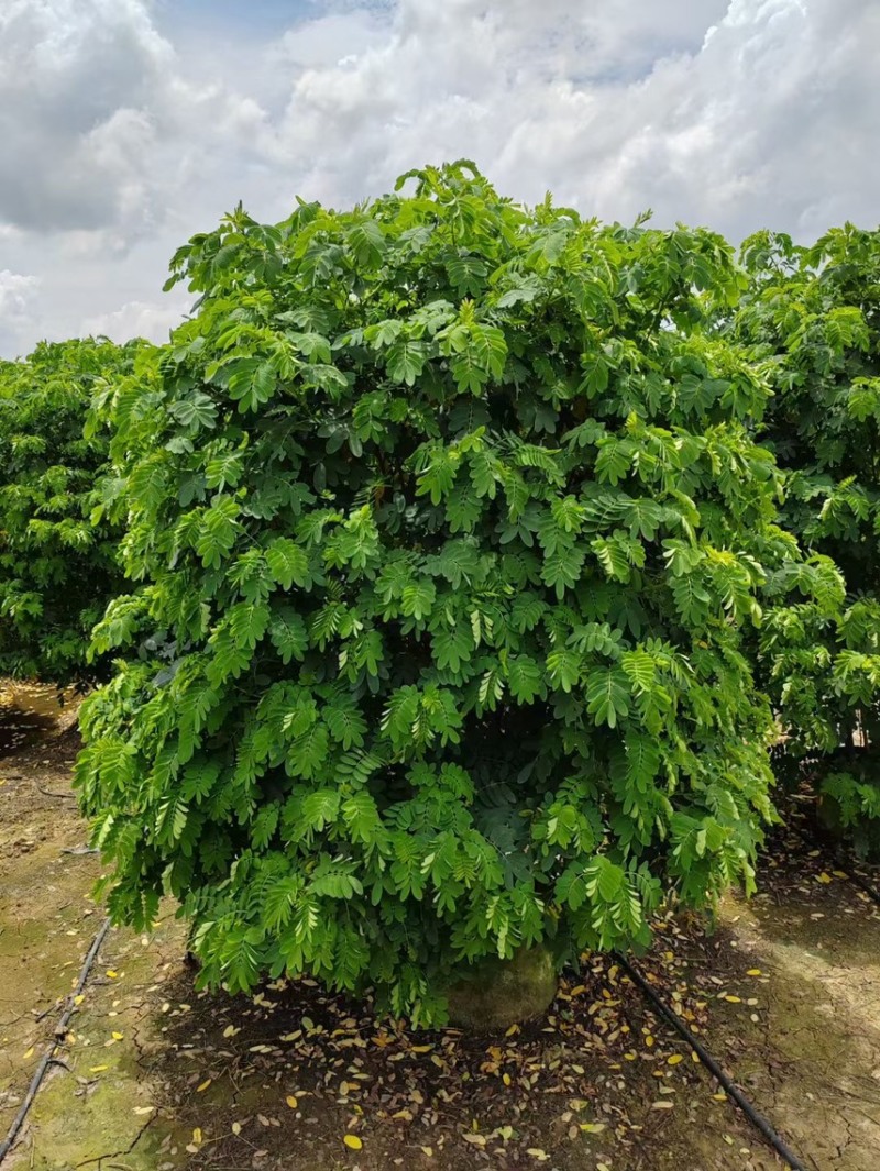 黄槐丛生黄槐各种规格基地大量现货供应，欢迎各位客户咨询