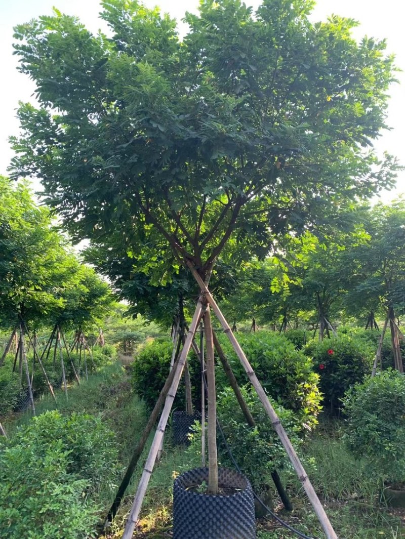 黄槐丛生黄槐各种规格基地大量现货供应，欢迎各位客户咨询