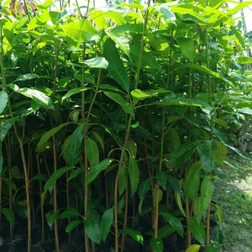土芒果实生苗，小杯苗，中杯苗，产地直销，适合种植和征地苗