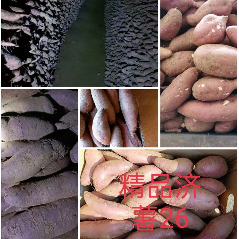 【各类红薯】精品烟薯25，济薯26、西瓜红、等大量上市