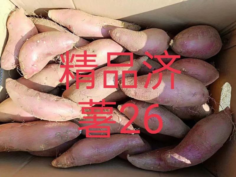 【各类红薯】精品烟薯25，济薯26、西瓜红、等大量上市