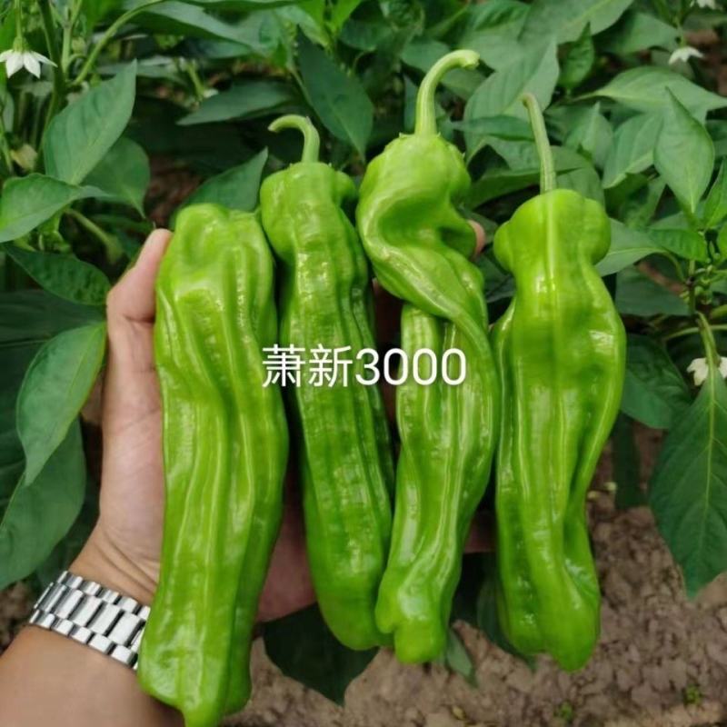 萧新3000辣椒种子果面褶皱美观大果型薄皮椒种子蔬菜种