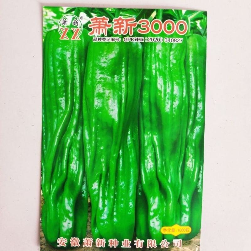 萧新3000辣椒种子果面褶皱美观大果型薄皮椒种子蔬菜种