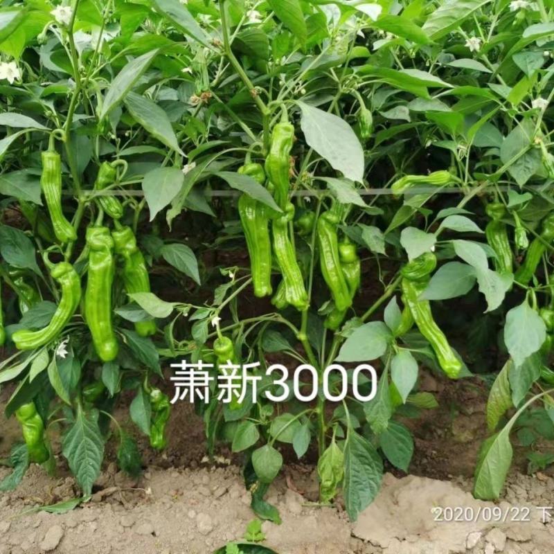 萧新3000辣椒种子果面褶皱美观大果型薄皮椒种子蔬菜种