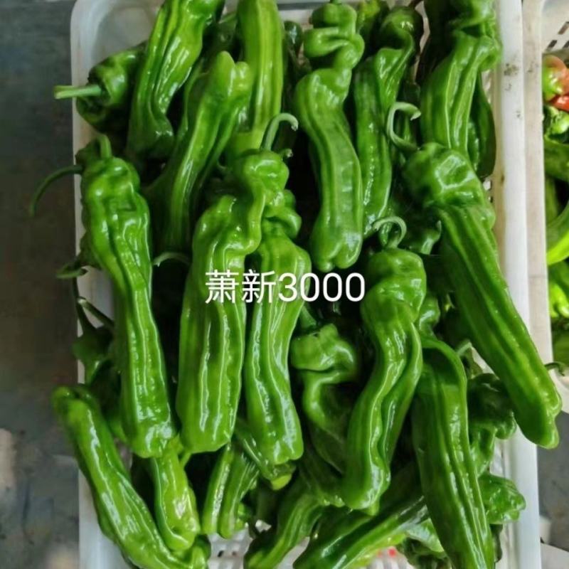 萧新3000辣椒种子果面褶皱美观大果型薄皮椒种子蔬菜种