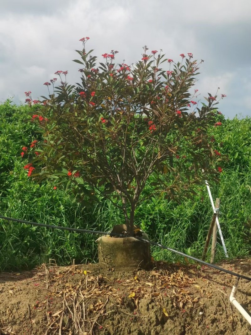 琴叶珊瑚各种规格基地大量现货供应，欢迎各位客户咨询