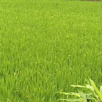 稻谷，高粱