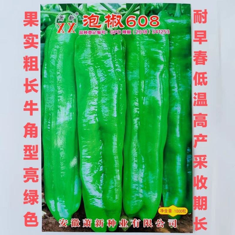 辣椒种子泡椒608辣椒种果实粗长牛角型亮绿色高产采收长辣