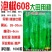 辣椒种子泡椒608辣椒种果实粗长牛角型亮绿色高产采收长辣