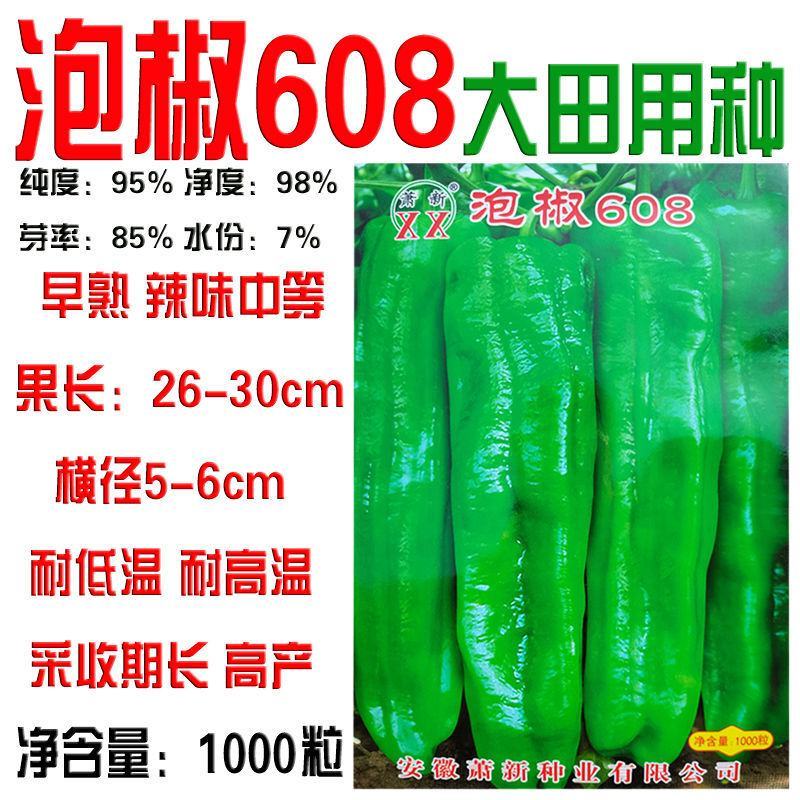 辣椒种子泡椒608辣椒种果实粗长牛角型亮绿色高产采收长辣