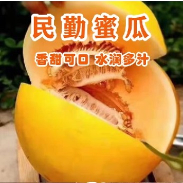 甘肃民勤沙漠蜜瓜,皮糙肉厚,软糯香甜