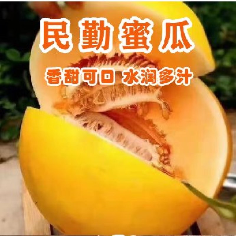 甘肃民勤沙漠蜜瓜，皮糙肉厚，软糯香甜
