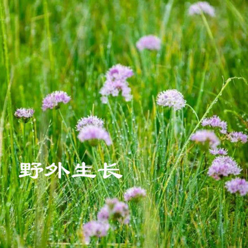 新货摘麻花农家野干葱花摘蒙花摘麻麻花野葱花精品瓶装炝锅