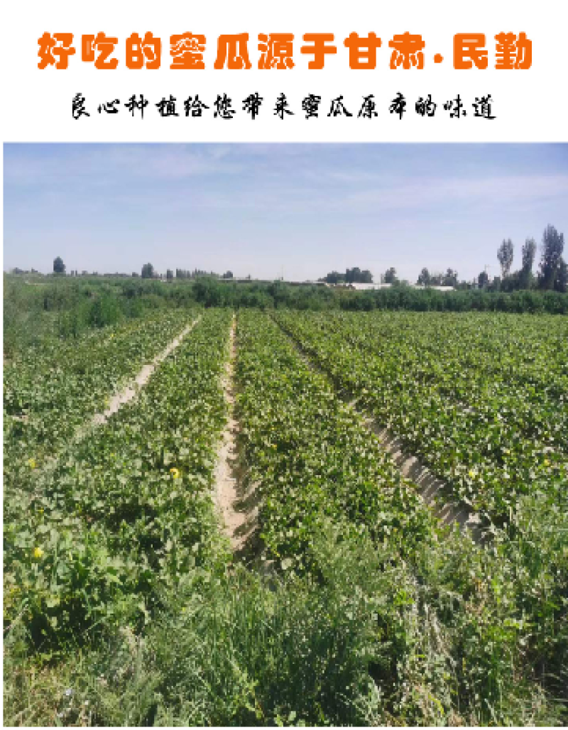 甘肃民勤沙漠蜜瓜，皮糙肉厚，软糯香甜