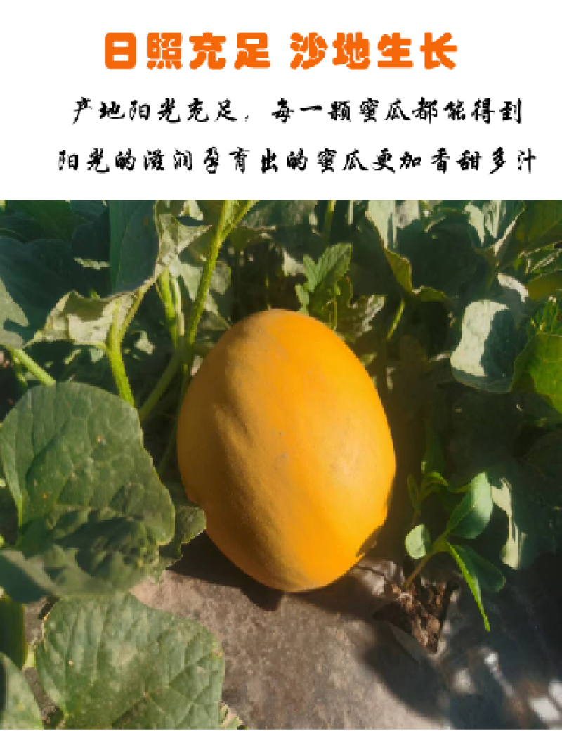 甘肃民勤沙漠蜜瓜，皮糙肉厚，软糯香甜