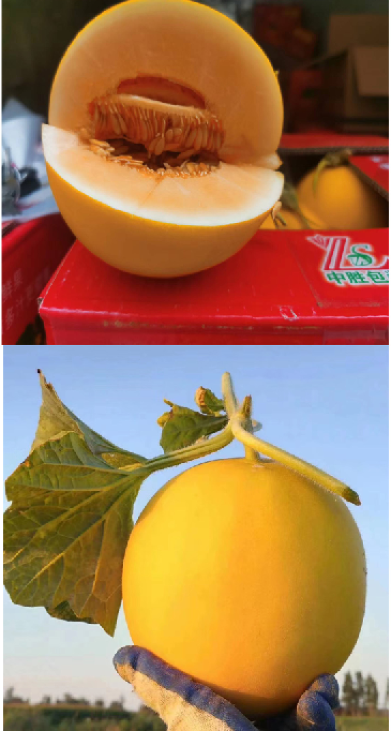 甘肃民勤沙漠蜜瓜，皮糙肉厚，软糯香甜