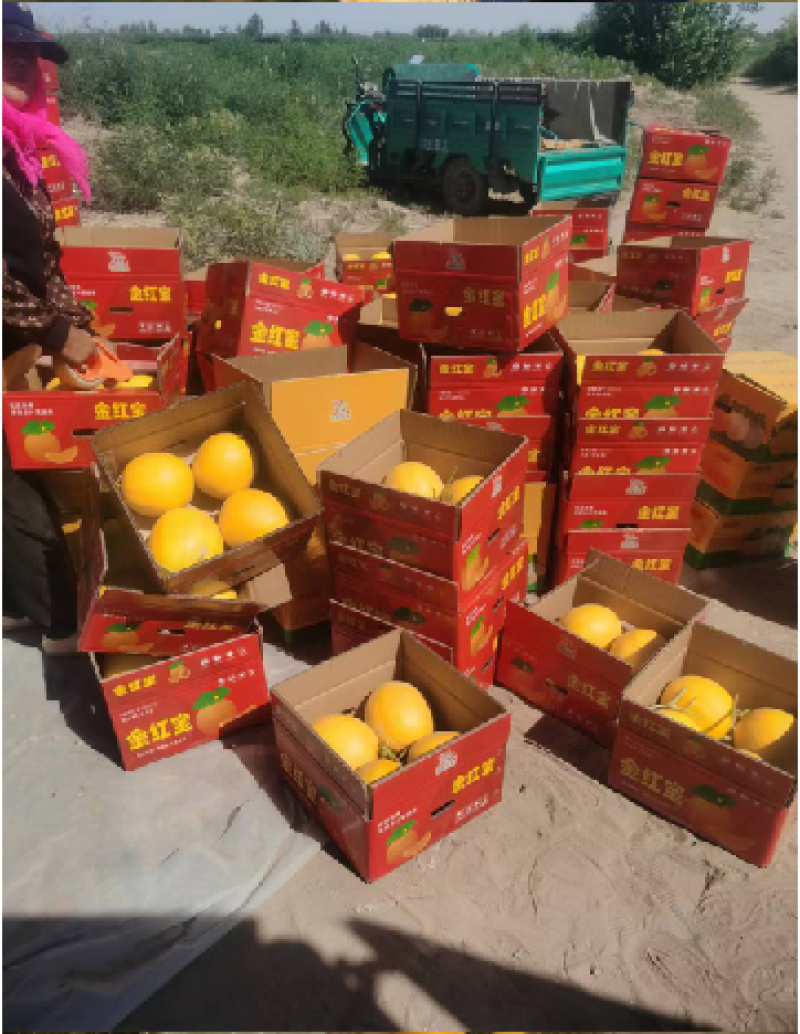 甘肃民勤沙漠蜜瓜，皮糙肉厚，软糯香甜