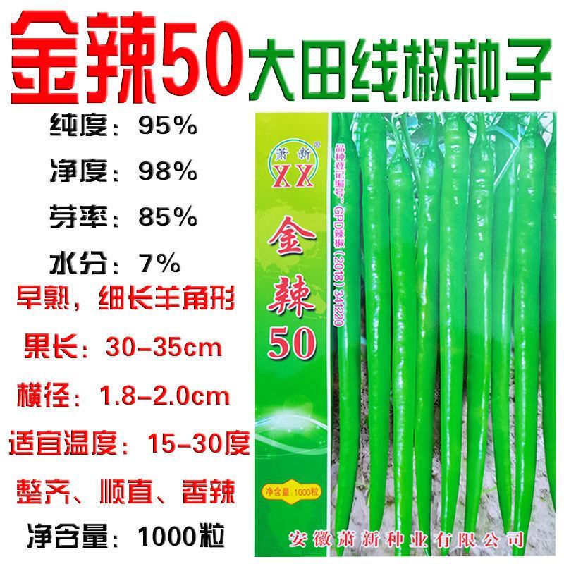 金辣50线椒种子早熟椒果长30-35厘米横径1.8-2厘