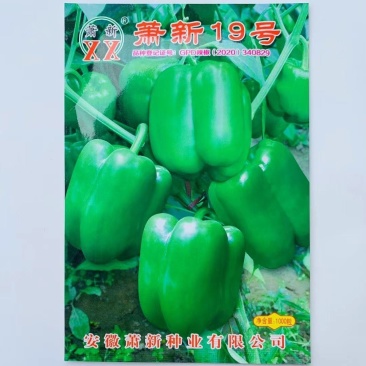 辣椒种子萧新19号辣椒种果长方灯笼型翠绿色囗味甘甜肉厚辣