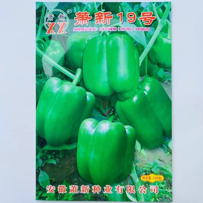 辣椒种子萧新19号辣椒种果长方灯笼型翠绿色囗味甘甜肉厚辣