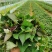 红薯苗全国包邮，1000棵西瓜红品种红薯秧苗蜜薯苗商薯